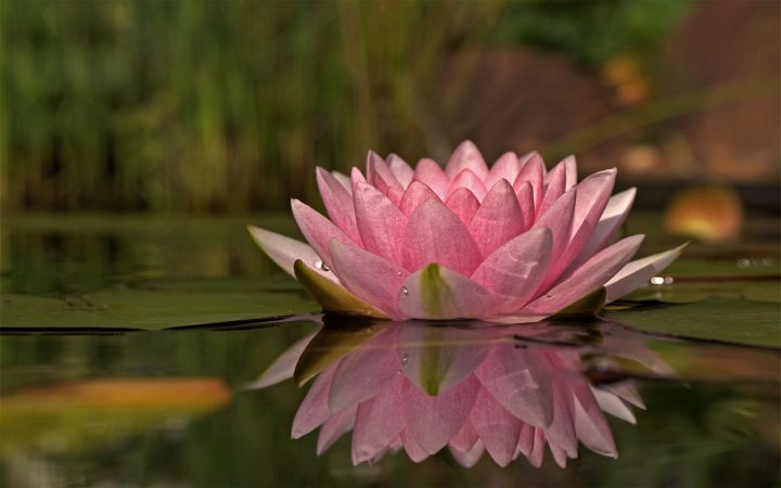 Photo lotus