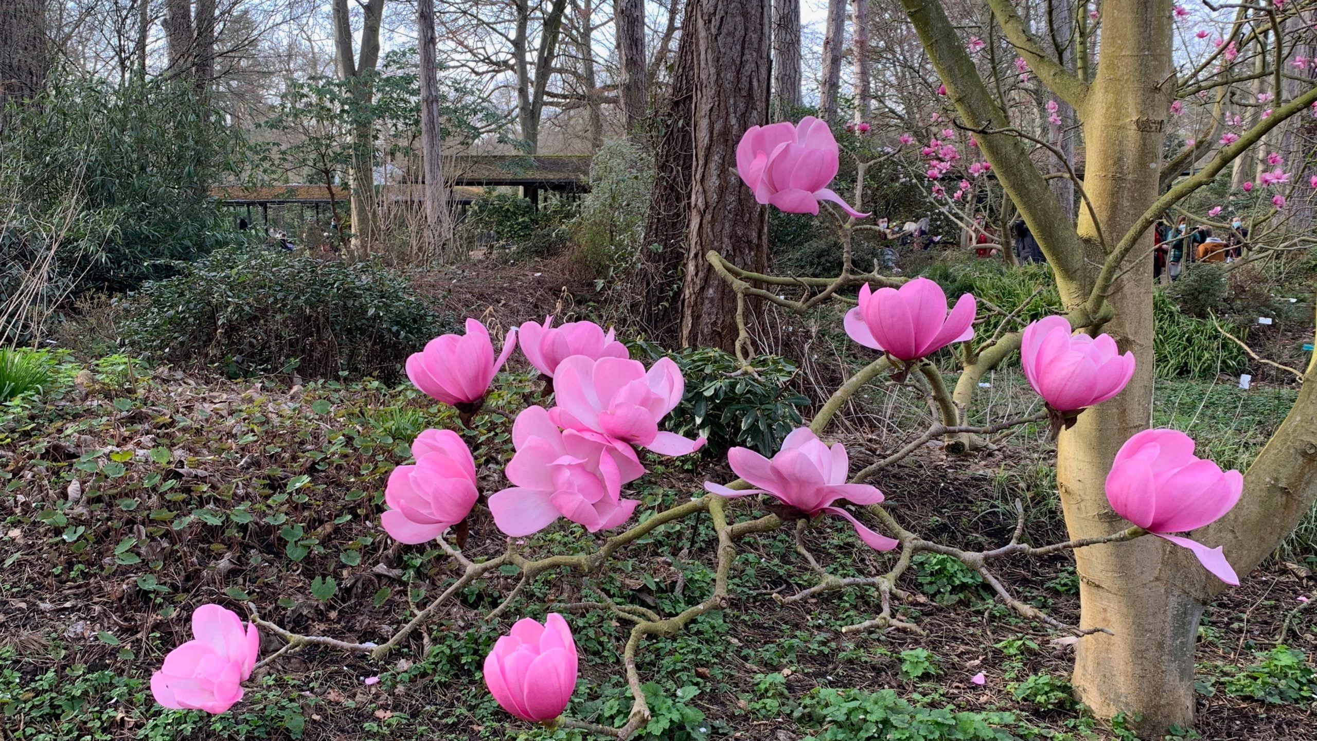 Magnolia au printemps -Parc floral de Paris