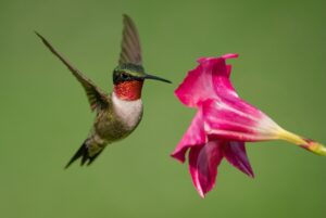 Colibri en plein vol buvant le nectar d’une fleur rose, illustrant la légende du colibri