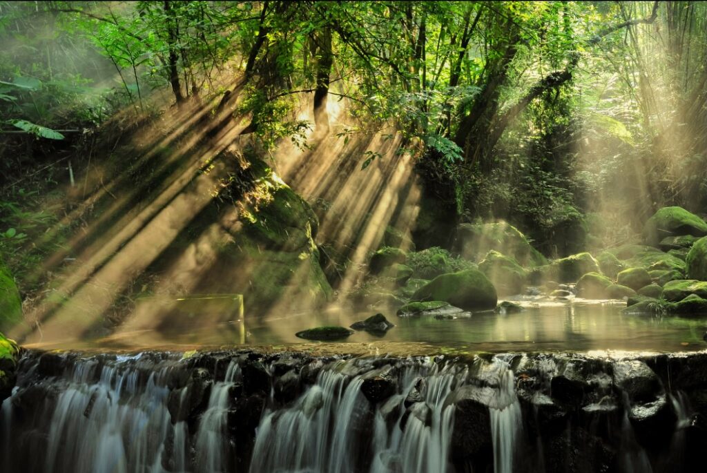 Rayons de soleil filtrant à travers les arbres dans une forêt tropicale, illuminant un ruisseau.