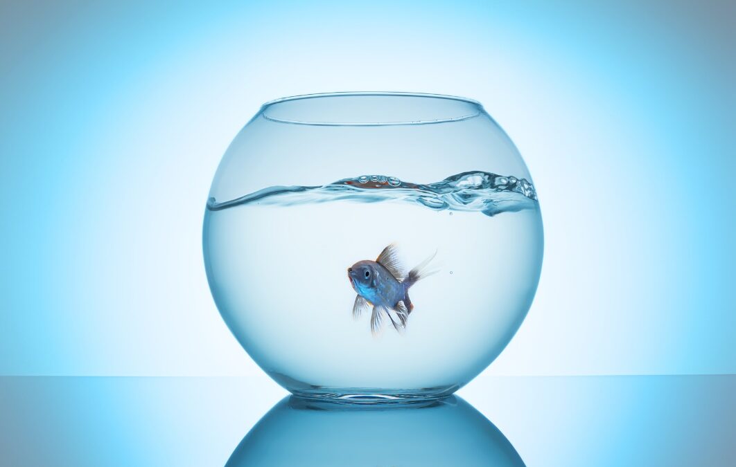 Olie, le petit poisson qui tournait en rond