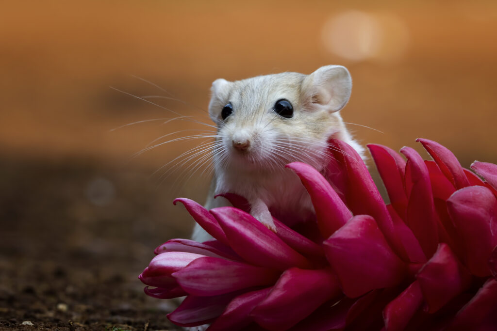 Petite gerbille au regard doux parmi des fleurs rouges, évocation poétique de Kara