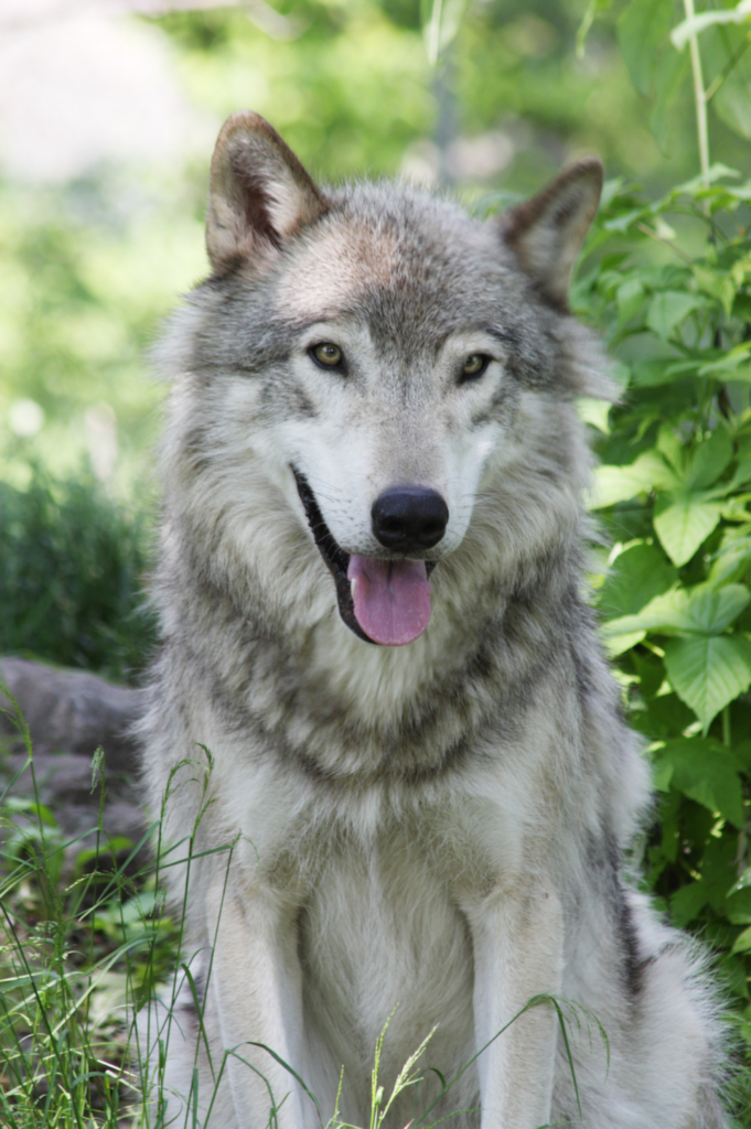 Jeune loup gris au regard doux assis dans la forêt, incarnation de Wilkenn, le héros du conte