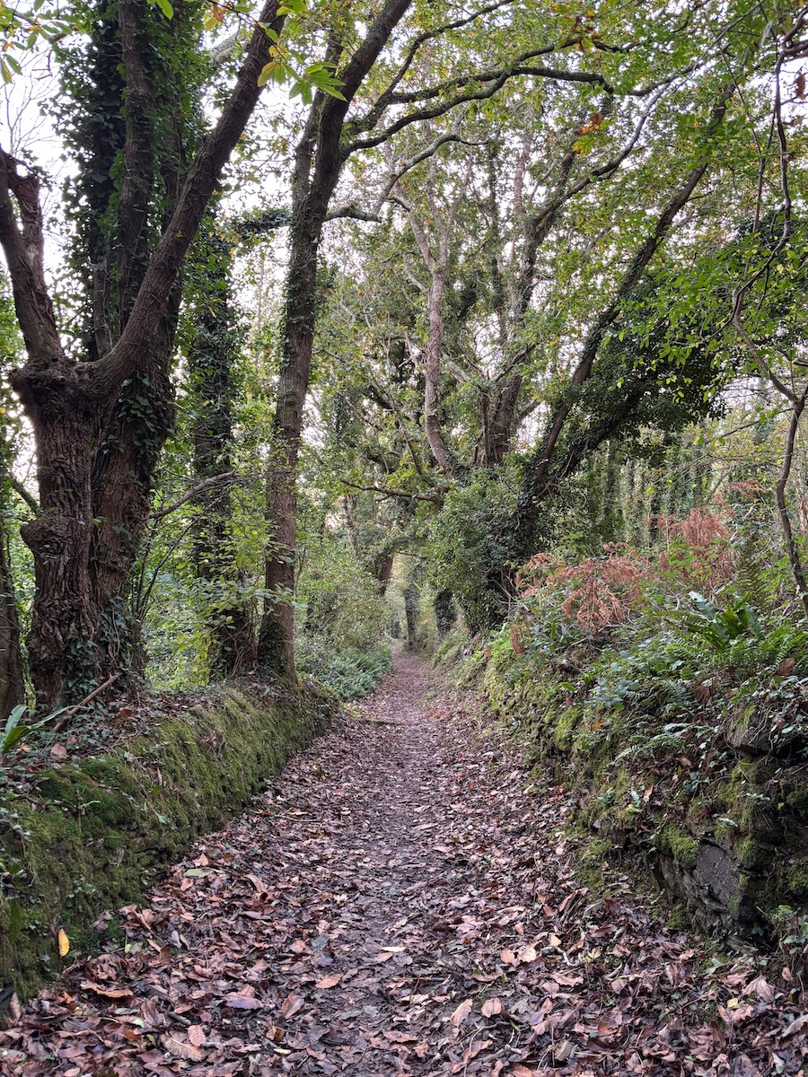 Sentier forestier en automne, jonché de feuilles mortes, près de Kerfany-les-Pins