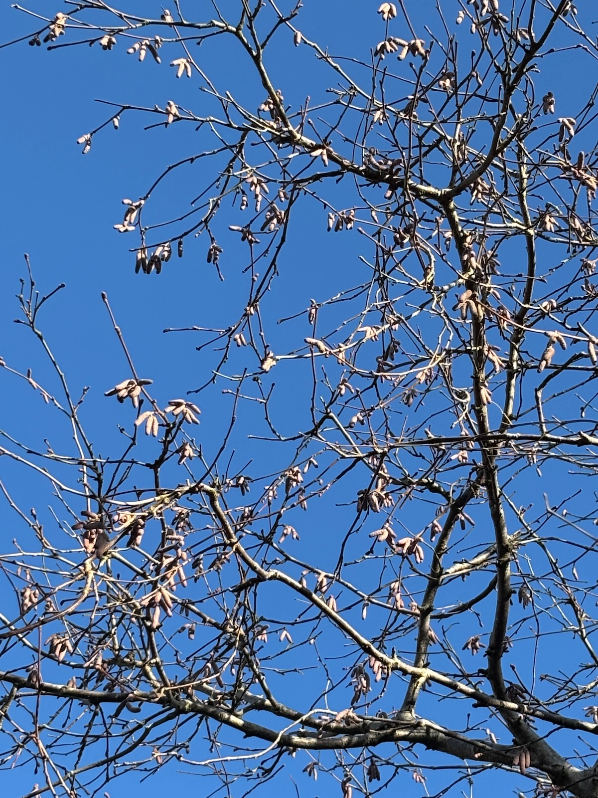 Chatons du noisetier sur fond de ciel bleu, 1er décembre