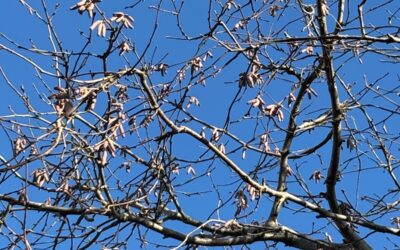 1er décembre : un pas vers la lumière