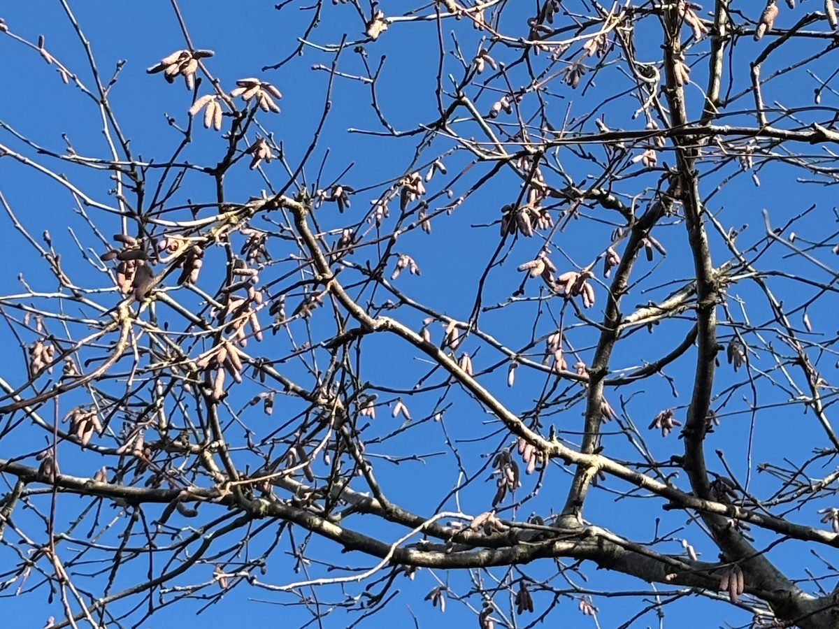 Chatons du noisetier sur fond de ciel bleu, 1er décembre
