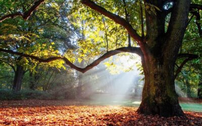 Au creux du chêne de Brocéliande