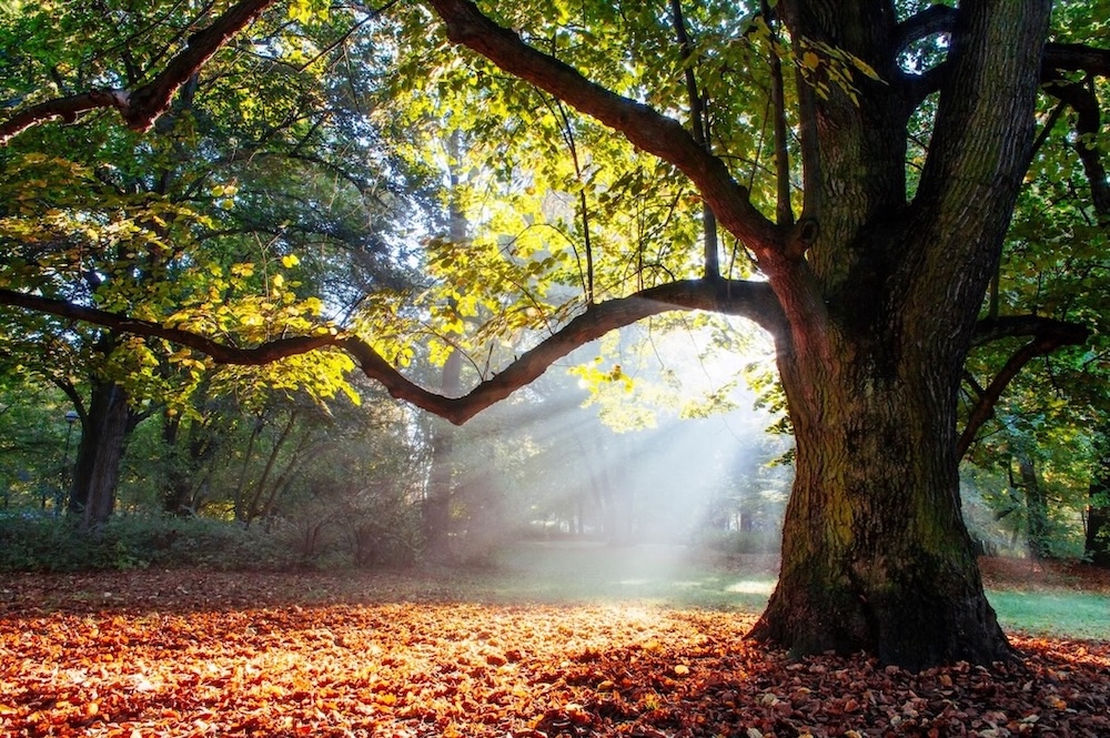 Au creux du chêne de Brocéliande