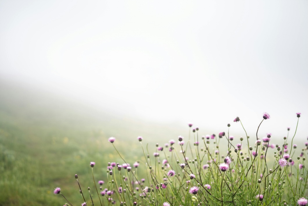 Fleurs sauvages émergeant de la brume matinale dans un pré